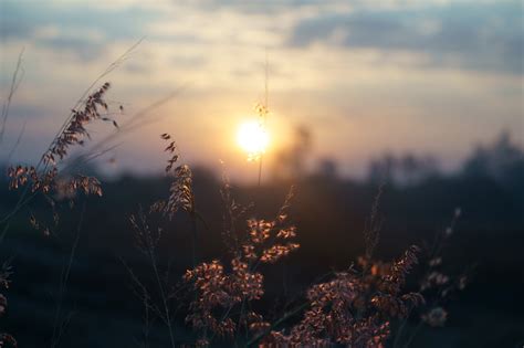 Sonnenuntergang Feld Natur Kostenloses Foto Auf Pixabay Pixabay