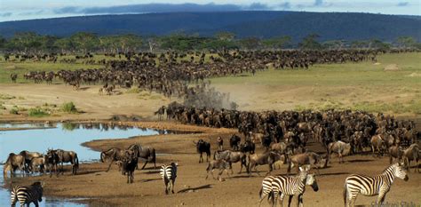 7 DAY SERENGETI WILDEBEEST MIGRATION TANZANIA Praygod Africa Safaris