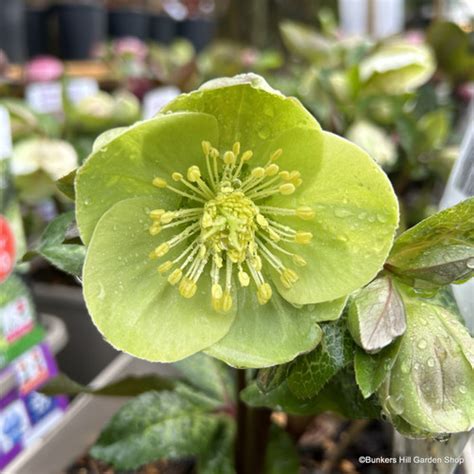 Helleborus X Hybridus Frostkiss Illumi Lime 3l Bunkers Hill Plant