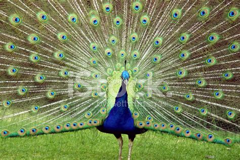 Peacock Display Stock Photo | Royalty-Free | FreeImages