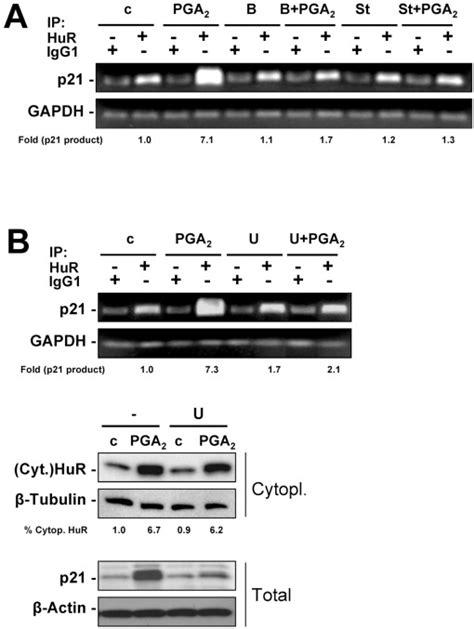 Prostaglandin A Mediated Stabilization Of P Mrna Through An Erk