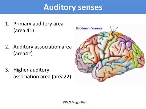 Sulcigyri And Functional Areas Of Cerebrum Drnmugunthanms Ppt