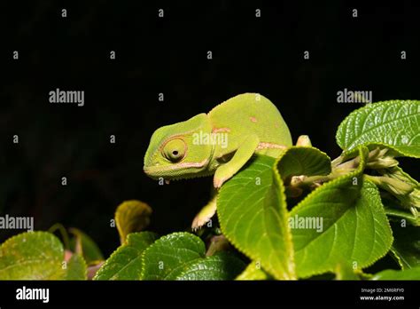 Flap Necked Chameleons Chamaeleo Dilepis Stock Photo Alamy