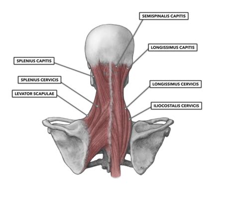 CrossFit | Cervical Muscles, Part 2