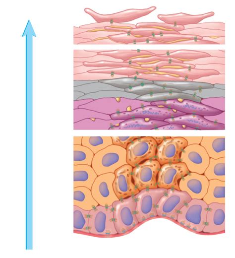 Layers of Epidermis Diagram | Quizlet