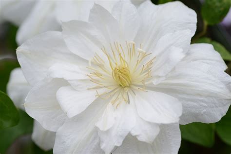 The Bride Clematis The Bride Online Kaufen