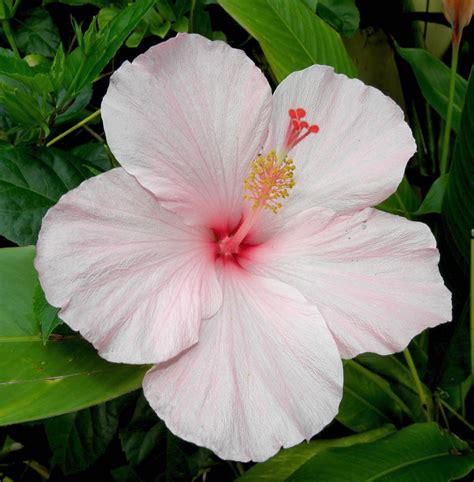 Pink Hibiscus Hibiscus Pretty Flowers Nothing But Flowers