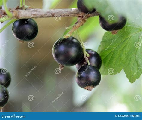 clusters  black currant berries   branch stock photo image