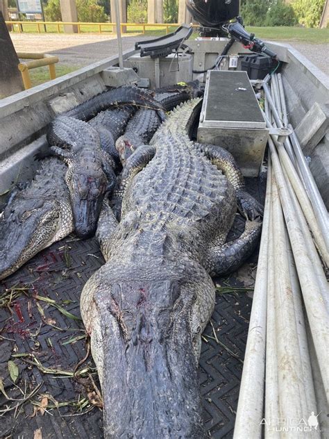 Alligator Hunting | AfricaHunting.com