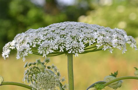 Weed Of The Month Brooklyn Botanic Garden