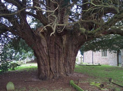 Yew Tree Stanford Bishop Churchyard © Bob Embleton Geograph Britain And Ireland