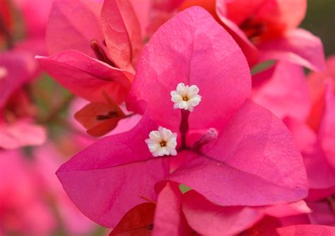 Bougainvillea Blomst Kronblade Gratis foto på Pixabay Pixabay