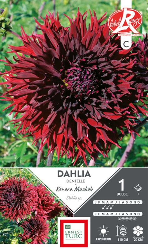 Bulbe Dahlia Dentelle Ernest Turc Jardiland