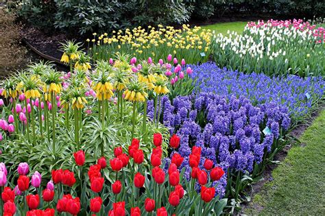 11 Best Flower Bulbs For Spring Planting For 2023 Storables