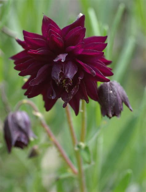 Aquilegia Vulgaris Seeds Black Barlow Columbine Fresh And Organic Purple Perennial Flower Seeds