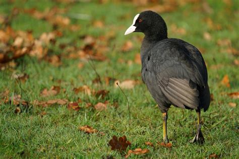 Free Images Nature Outdoor Prairie Animal Wildlife Wild Beak