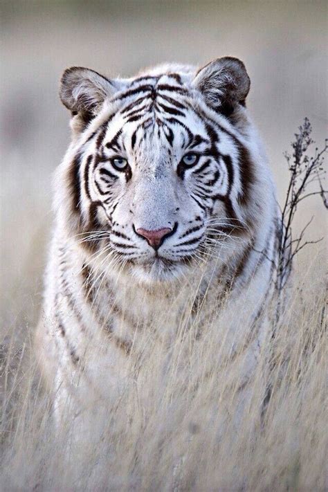 White Tigers With Blue Eyes In Snow Wallpaper