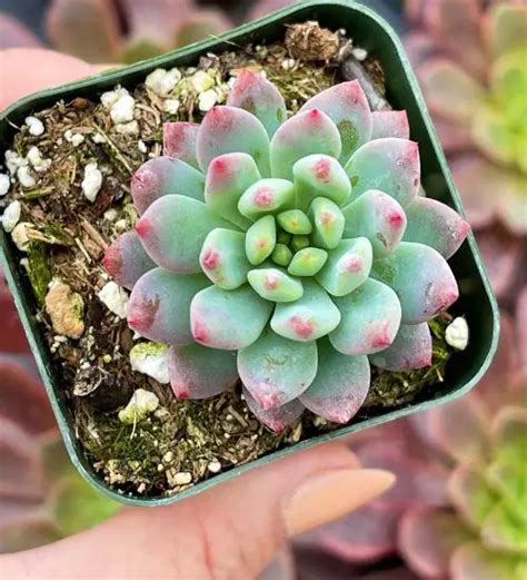 Sedeveria Blue Elf Succulent Guide
