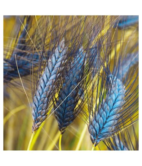 Black Wheat Seeds for Farming - Natural Black Wheat Seed - 900 grm ...