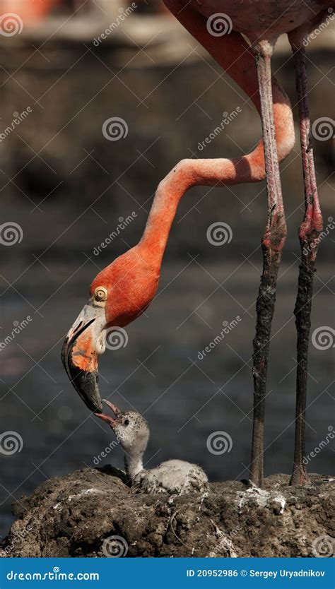 Baby Bird of the Caribbean Flamingo. Stock Photo - Image of chicks ...