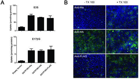 Characterization Of Differently Tagged Oatp B Proteins A Uptake Of