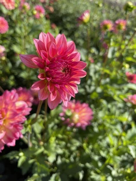 Dalia Dekoracyjna Armateras 1 Szt FlowersBulbs Cebulki Kwiatowe