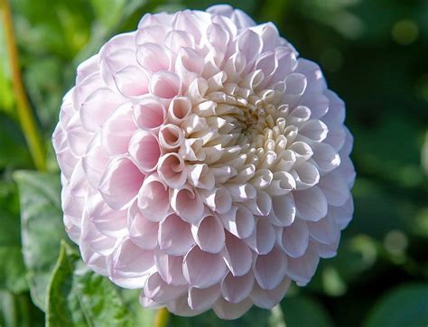 Dahlia Pink Pearl Is An Exquisitely Formed Ball Dahlia With Soft Pink