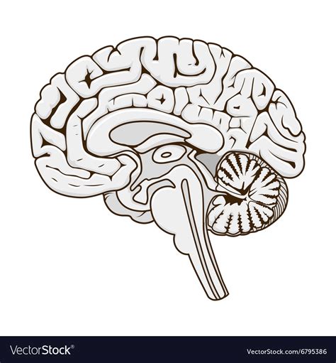 Brain Cross Section Diagram Labeled