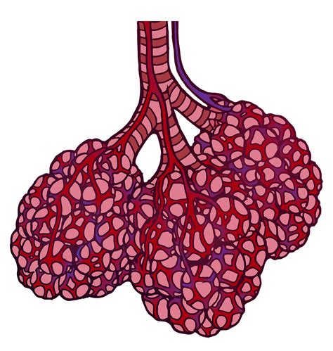 Free Alveole Alveoli Images Pixabay