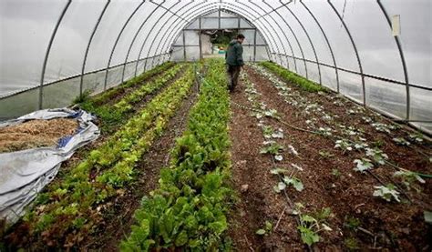 El Invernadero Y La Agricultura Ecologica