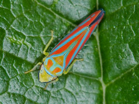 Dan Simon Macrophotography — Red-banded leafhopper (Graphocephala coccinea)