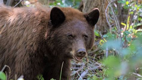 Wrong Bear Killed After One Attacks Woman Wa Officials Bellingham Herald