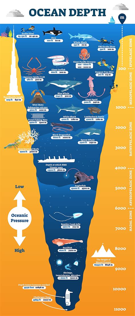 The Ocean Zones | Ocean zones, Oceanography, Ocean depth