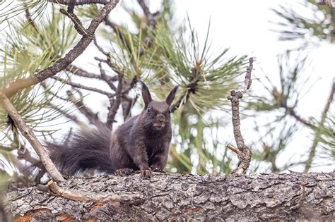 Five Fun Facts About Aberts Squirrels Estes Valley Spotlight