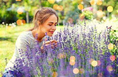 Il Momento Perfetto Per Piantare La Lavanda Consigli Per Coltivarla In