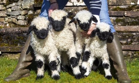 Rare Blacknose Sheep Welcomes Quadruplets At Scottish Farm