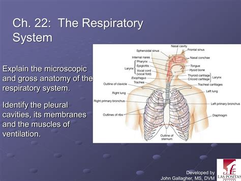 Chapter 22 Respiratory System