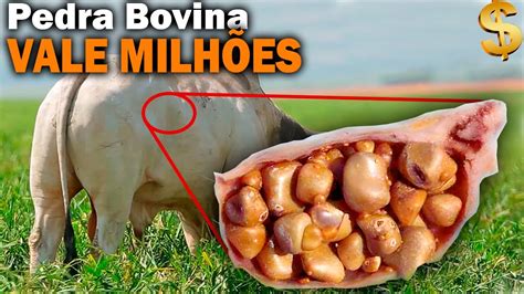 POR QUE PEDRAS ENCONTRADAS DENTRO DO BOI VALE MUITO DINHEIRO YouTube