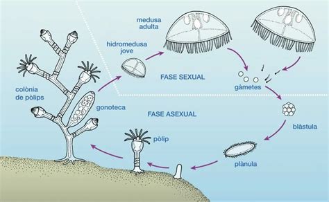 Consecuencias De Las Picaduras De Las Medusas Qué Hacer Y Qué No Si Te