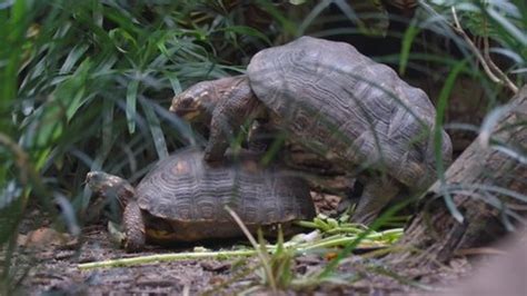 Pair Tortoise Mating On Ground Close Stock Footage Video (100% Royalty-free) 1075542359 ...