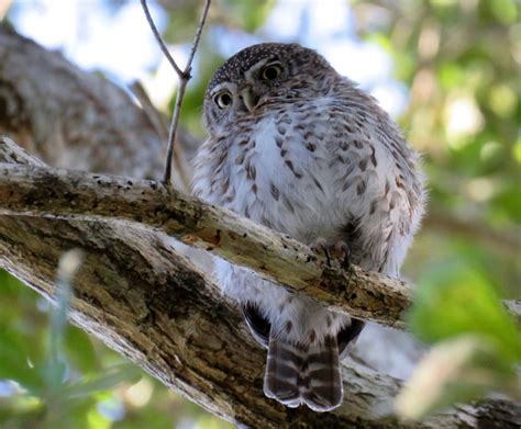 Birding Tours Of Cuba In 2019 From Birdscaribbean Birdscaribbean