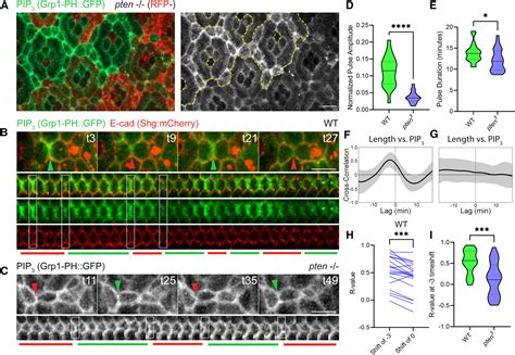 Pten PI3K And PtdIns 3 4 5 P3 Dynamics Control Pulsatile Actin