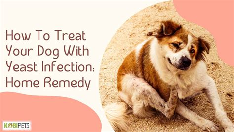 How To Treat Your Dog With Yeast Infection: Home Remedy - Kobi Pets