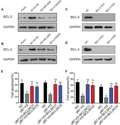 Figure 1 From B7 H3 Induces Ovarian Cancer Drugs Resistance Through An Pi3kaktbcl 2 Signaling