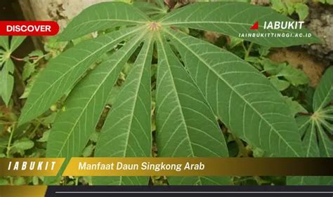 Temukan 7 Manfaat Daun Singkong Arab Yang Bikin Kamu Penasaran Discover