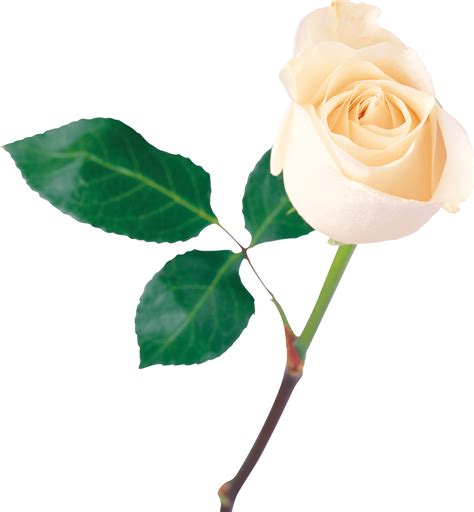 White Rose Png Transparent Background Png Mart