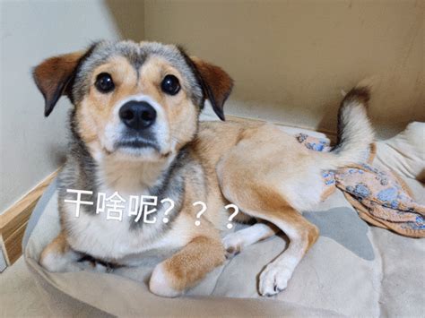 为什么中华田园犬“不吃饭”？