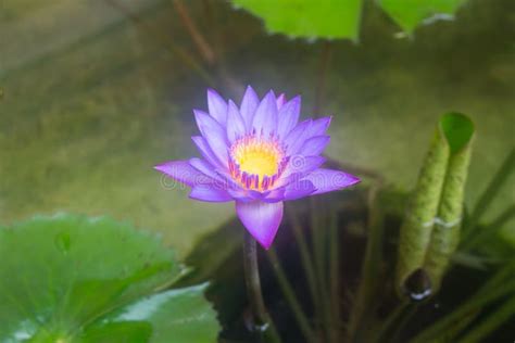 A Purple Water Lily in the Pond Stock Image - Image of nature ...