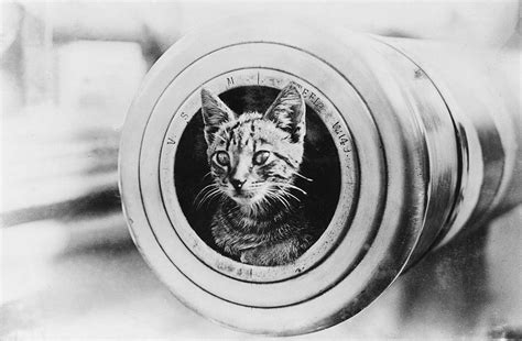 HISTÓRIA LICENCIATURA Animais na Primeira Guerra Mundial 1914 1918