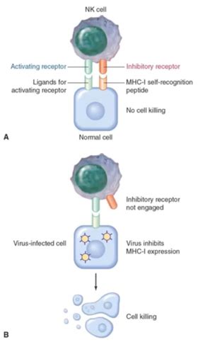 Innate And Adaptive Immunity Flashcards Quizlet